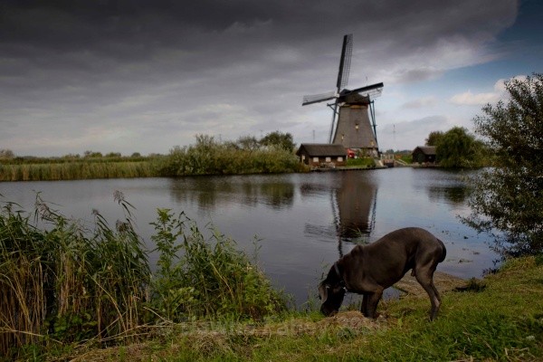  - Kinderdijk
