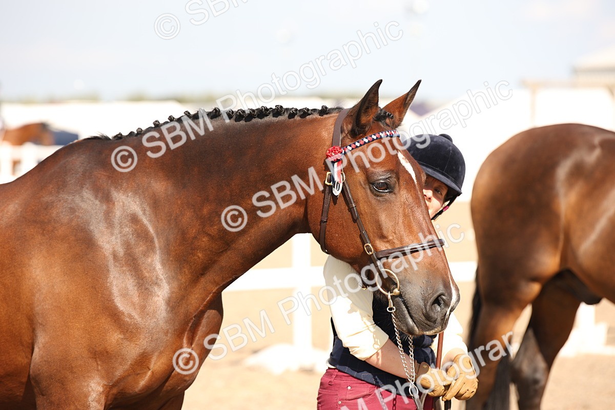 SBM_07404 - Class 26 IH Foreign Breeds -Part bred