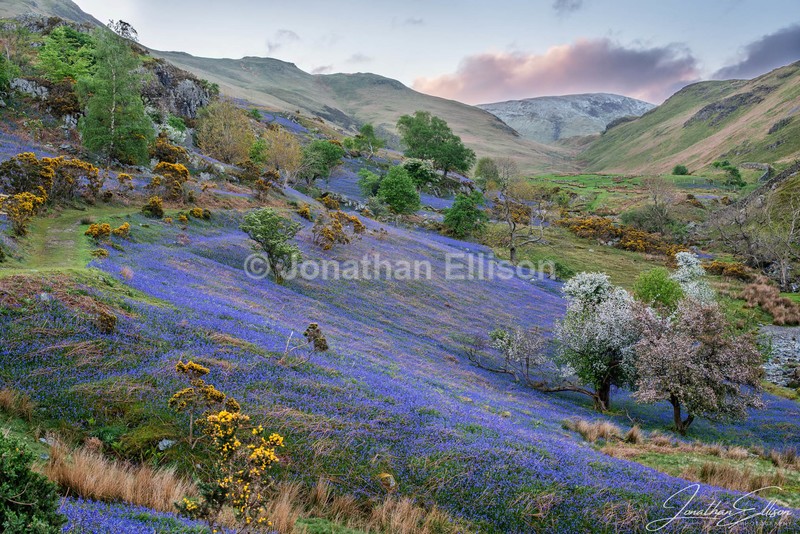 Rannerdale Bluebells - Lake District