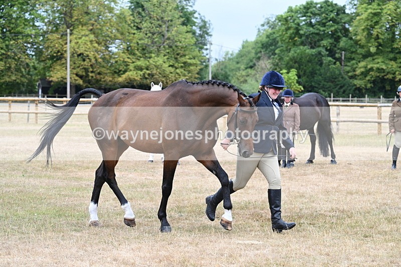 WJ7_9882 - Class 5a Most Handsome Gelding (above 14.2hh)