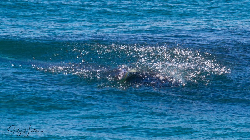 Whale Feeding 1