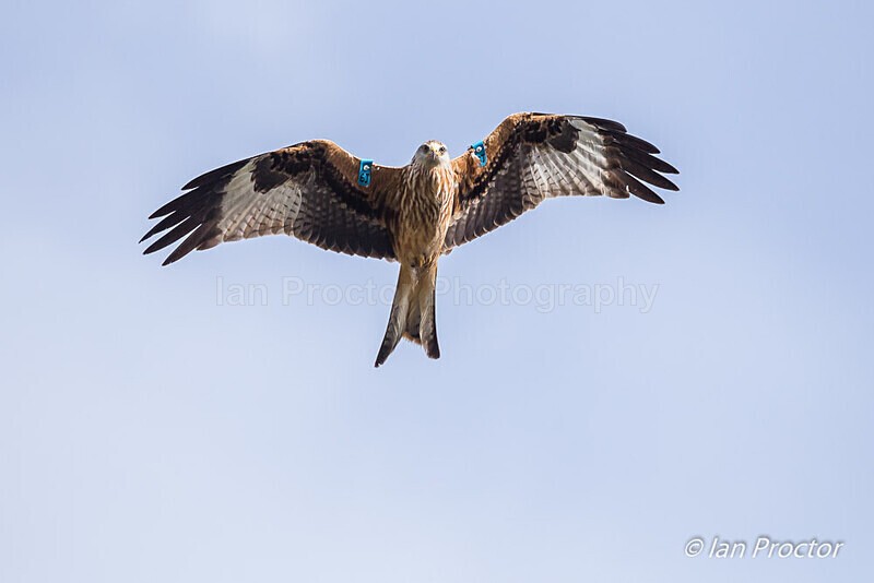 Colourful Display! - Red Kite (Milvus milvus) - Nature