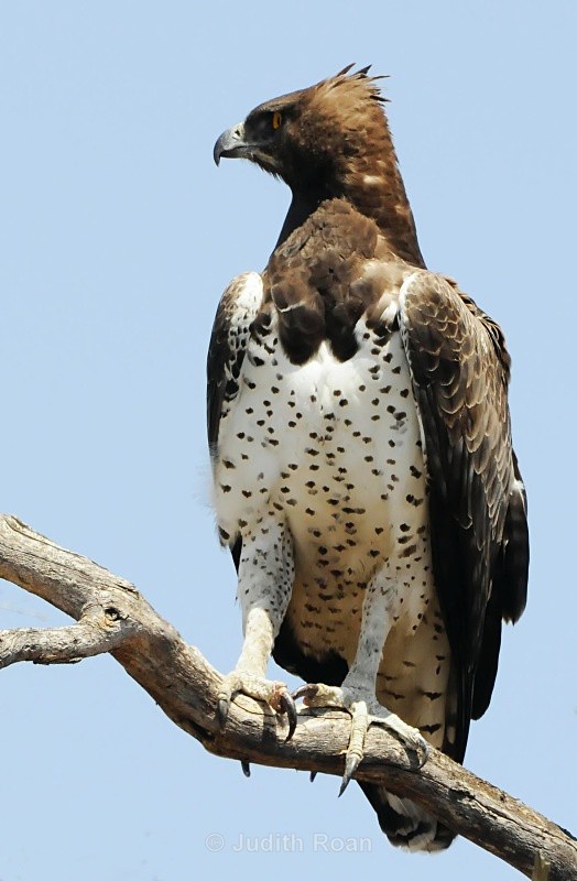 Martial Eagle - South Africa Birds and Mammals