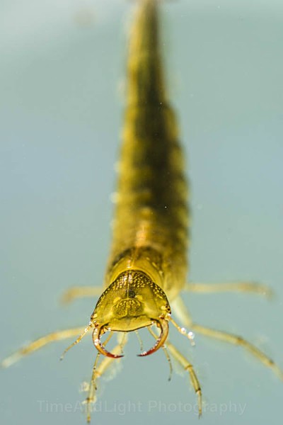 Diving beetle larva - Freshwater Life