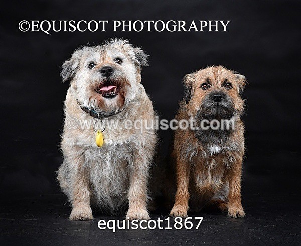 equiscot1867 - ODIE & TIA