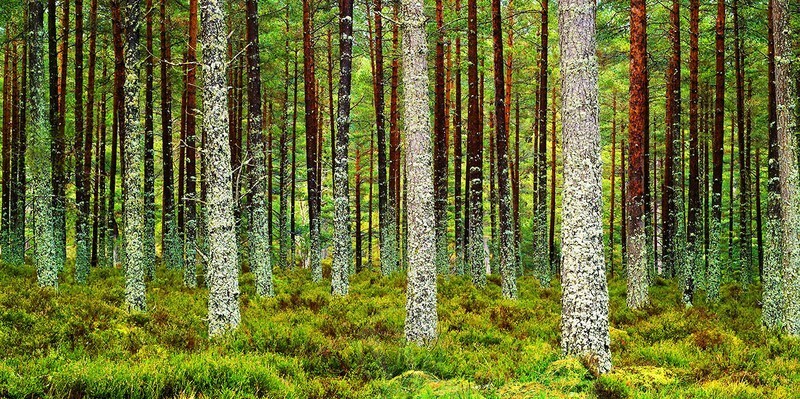 Ballochbuie Forest Aberdeenshire Scotland - Land