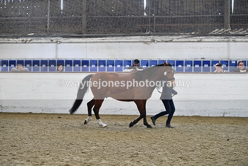 WJ5_4520 - Class 3 Part Bred In hand