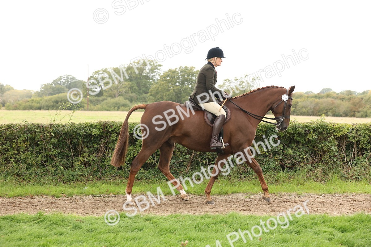 SBM_64161 - S65 - Riding Horse & Hack & Thoroughbred Ridden
