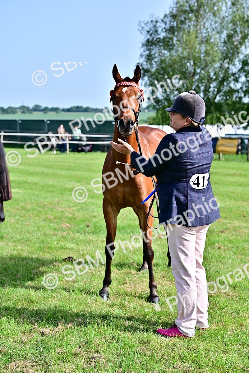 SBM_01087 - Class 46-49 - Arab and Part Bed-Anglo Arab In Hand