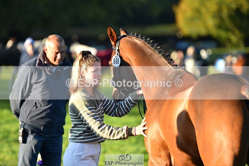 231022-085054-21396 - 668-BOWHAYLANDS.SKYFALL-Miya.Johns-TrotUp+SJ