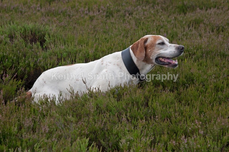 KJS_9578 (RM) - Working Dogs