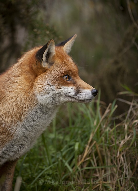 RED FOX REF RF2/4 - RED FOX PORTFOLIO No 2