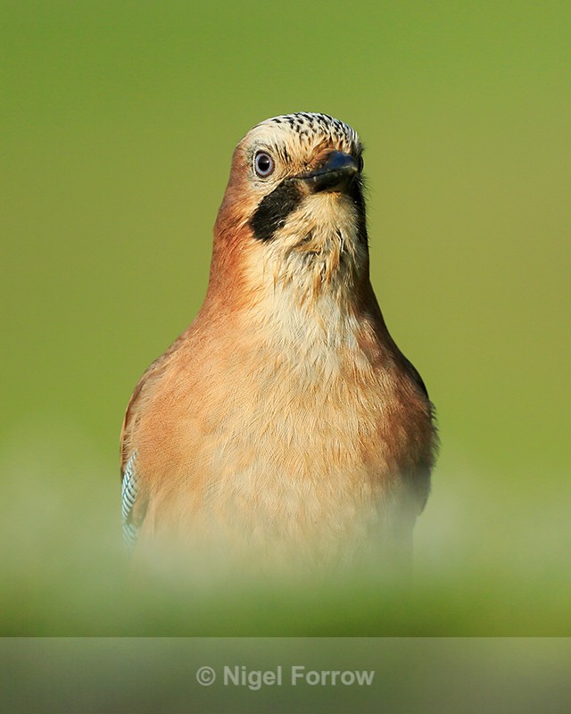 Jay, close head-on portrait, Worcestershire - Jay