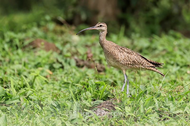 Whimbrel, Santa Cruz, Galapagos - Whimbrel