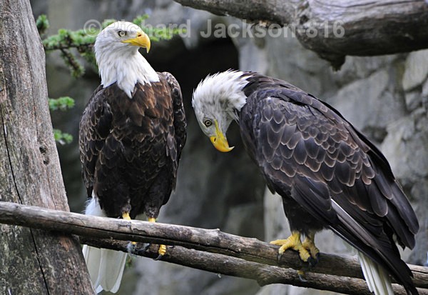 Yes, your highness - Birds