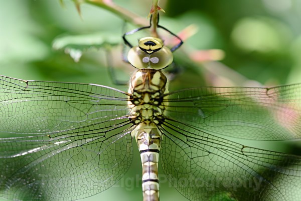 Female Southern hawker - Dragonflies & Damselflies