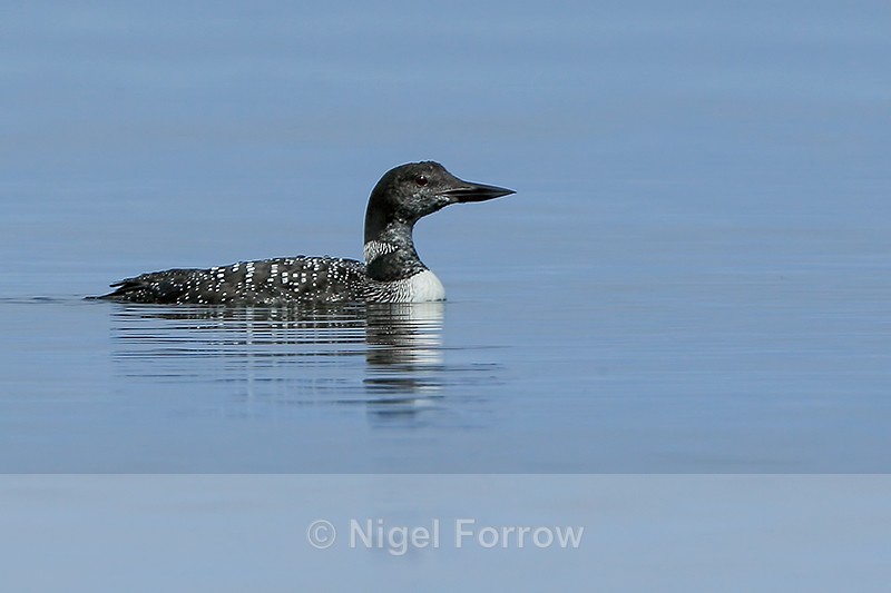 Great Northern Diver (adult breeding plumage), Canada - Great Northern Diver