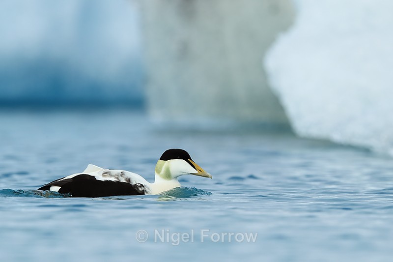 Drake Eider at Jokulsarlon, Iceland - Eider