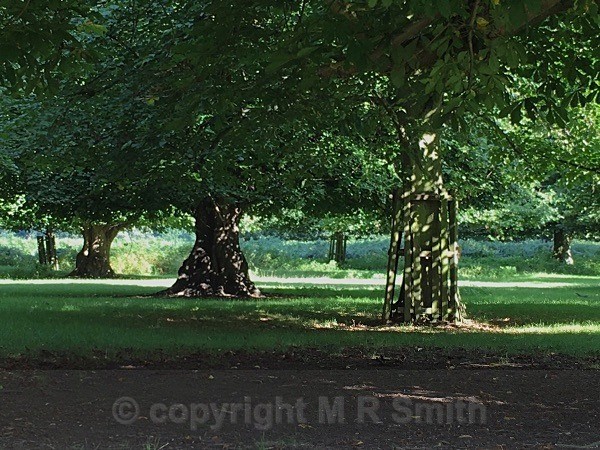 Dappled Sunshine, Bushey Park, Teddington, Middx - LANDSCAPES & TREES