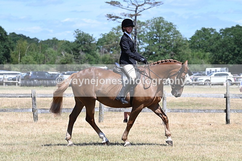 WJ7_2882 - Class 7 Riding Club Show Horse