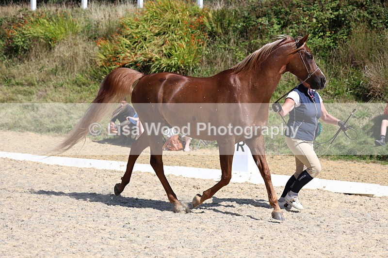 3E7A9872 - In Hand Championship