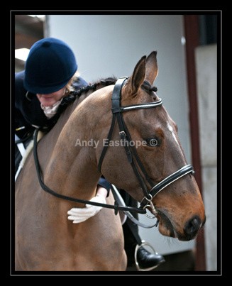 QT-76abw - Equestrian Images