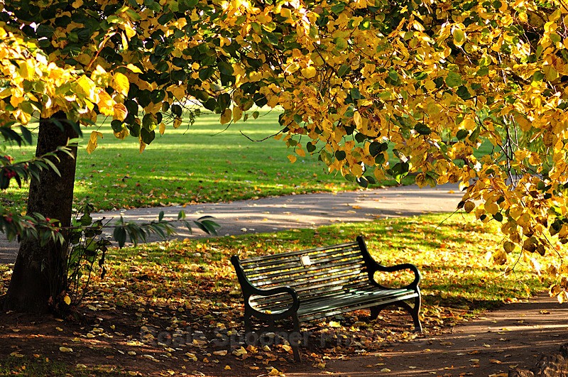 Autumn Seat by Dawlish Brook in South Devon - Dawlish and Black Swans