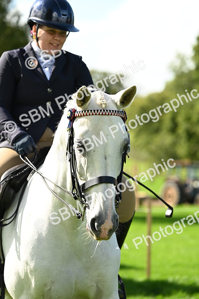 SBM_02121 - S2 - TSR Ridden Horse Showing
