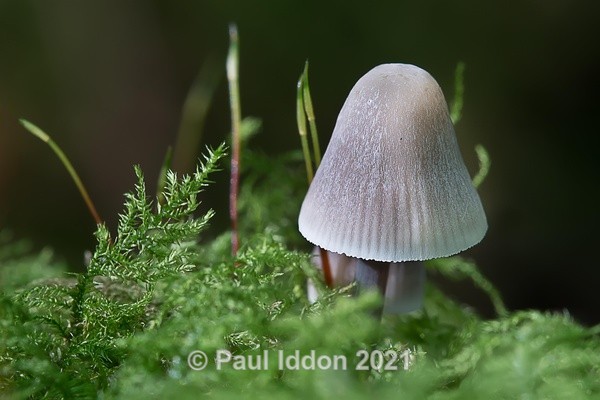 Inkcap - Macro