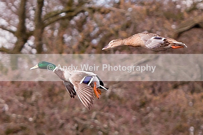 20120303-_MG_9104 - Mallard