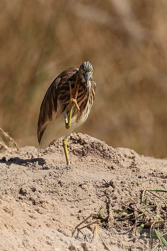 Indian Pond Heron scratching, Bandhavgarh, Madhya Pradesh, India - Indian Pond Heron