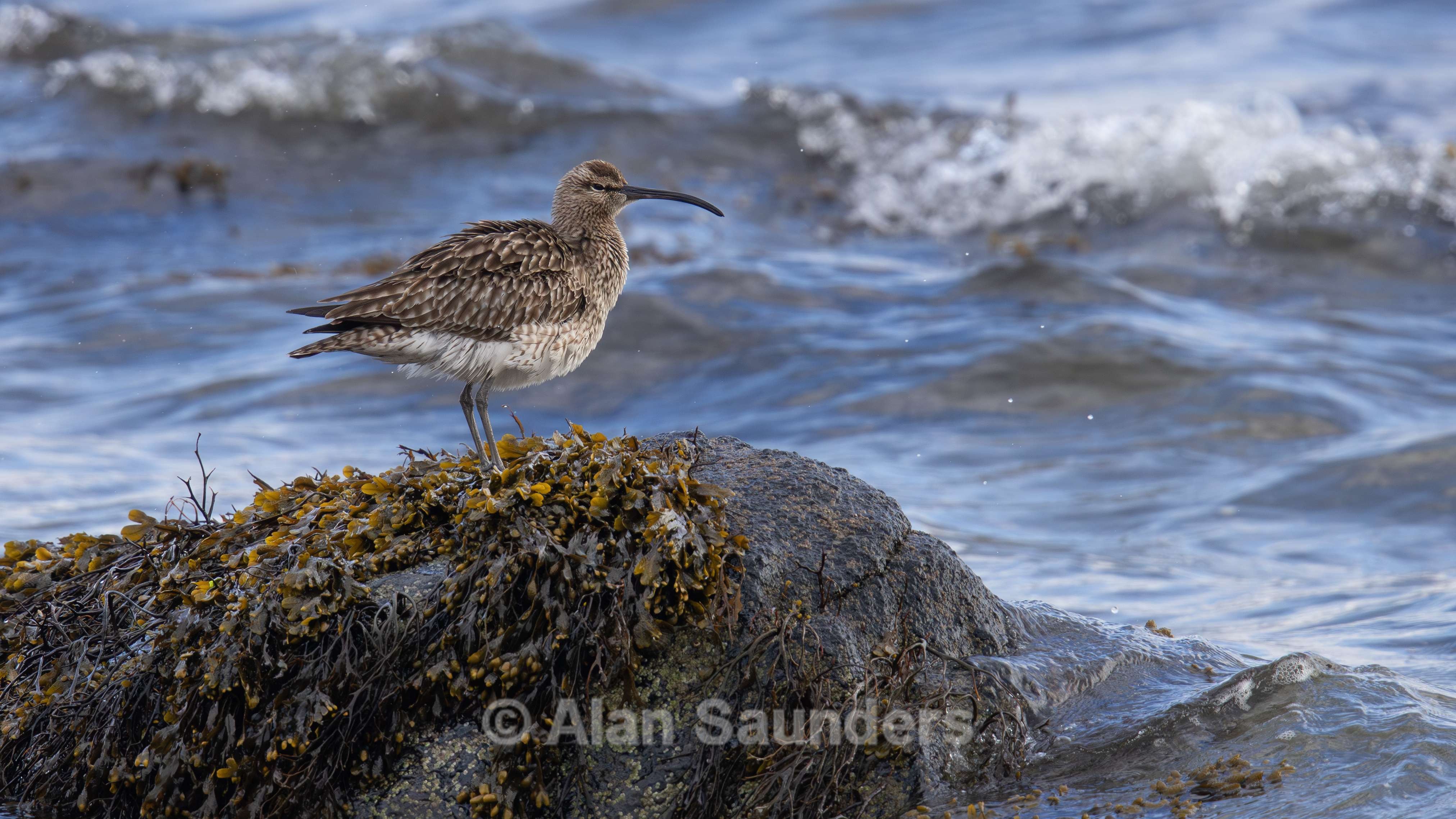 Eurasian Whimbrel 4