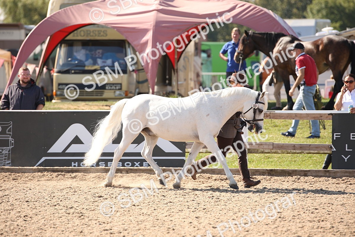 SBM_02709 - Class 16 IH M&M Wildcard