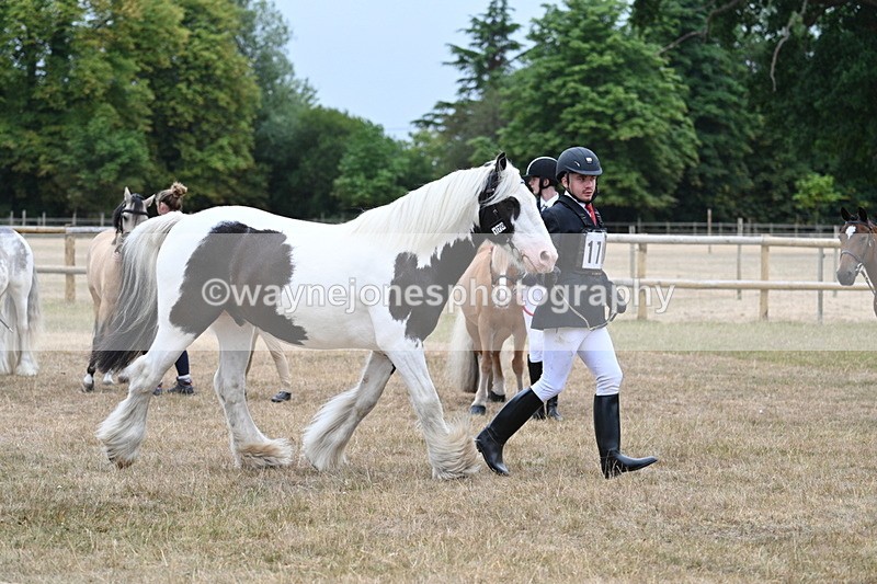 WJ7_9621 - Class 5 Most Handsome Gelding (up to 14.2hh)