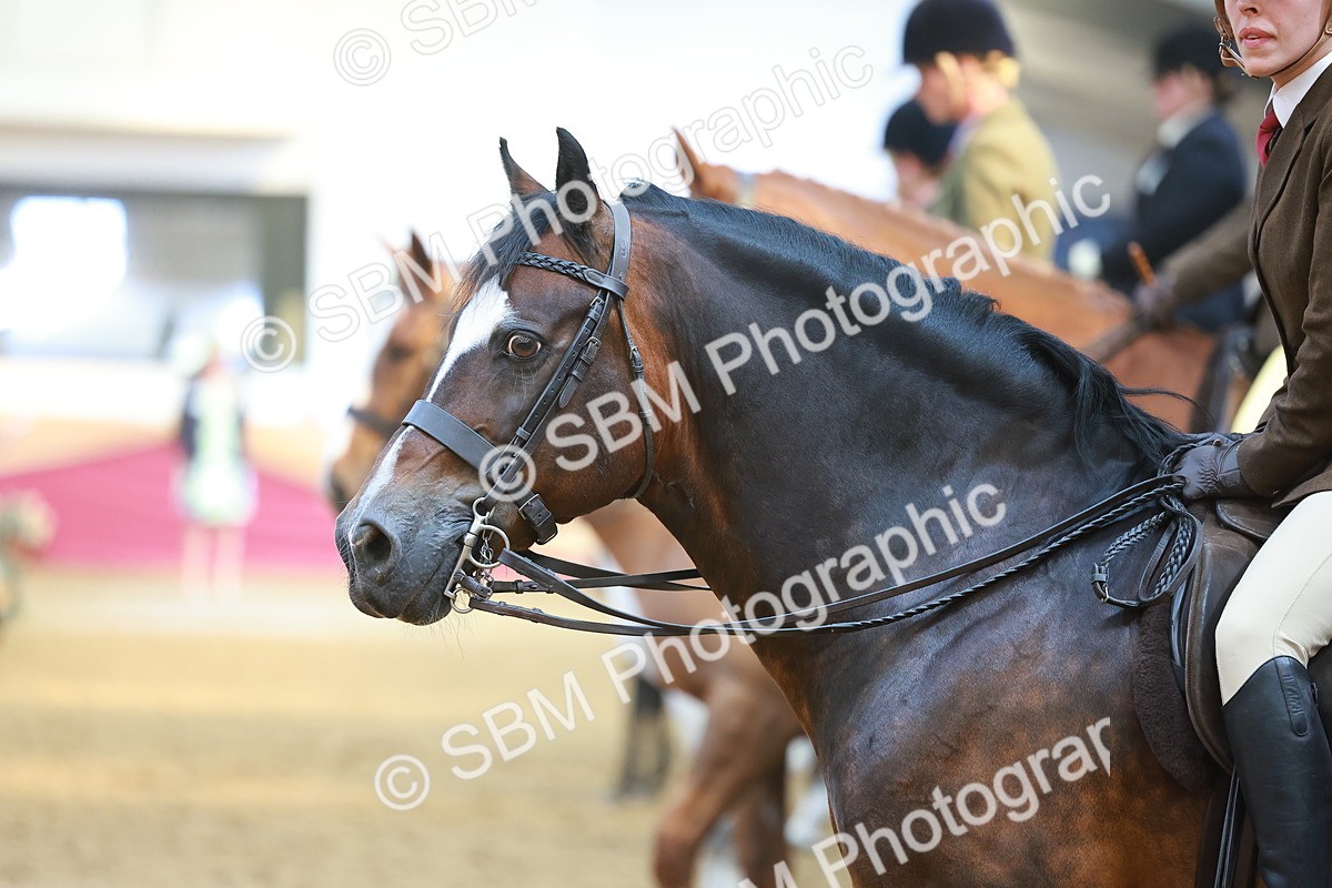 SBM_12517 - Class 103 - HOYS Veteran Qualifier - Ridden Pre Vet