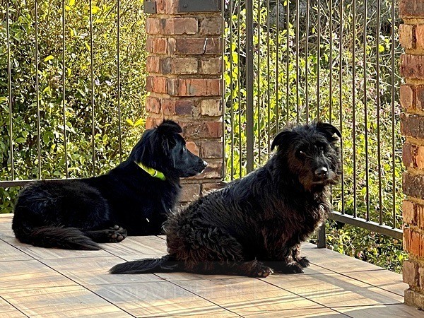 Flynn on the left & Bonnie on the right - NEW GALLERY AS A SOUTH AFRICAN RESIDENT