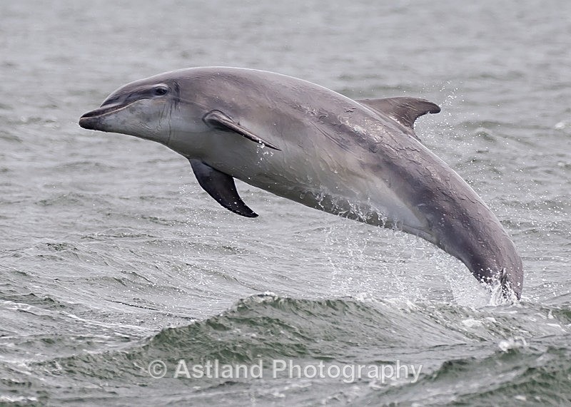 Astland Photography, Bird and Wildlife Images, Susan and Peter Wilson, U.K.