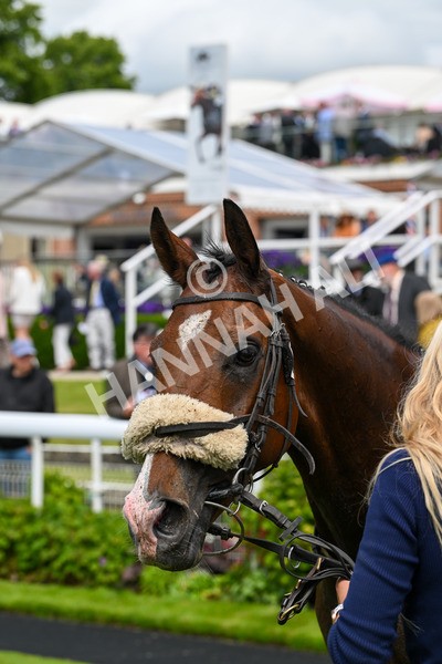 140624-Race 1-Tolstoy-3813 - Race 1 1.50pm Andy Thornton Hospitality Furniture Apprentice Handicap