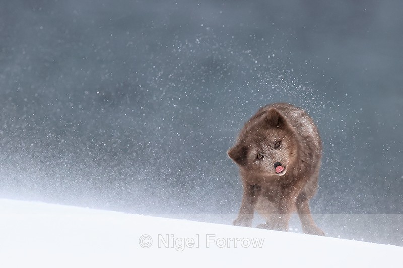 Arctic Fox (female) shaking snow from itself, Hornstrandir, Iceland - Arctic Fox
