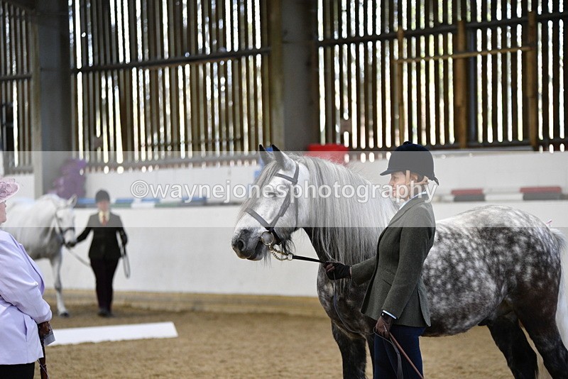 WJ5_4295 - Class 6 In hand M&M - Large Breeds