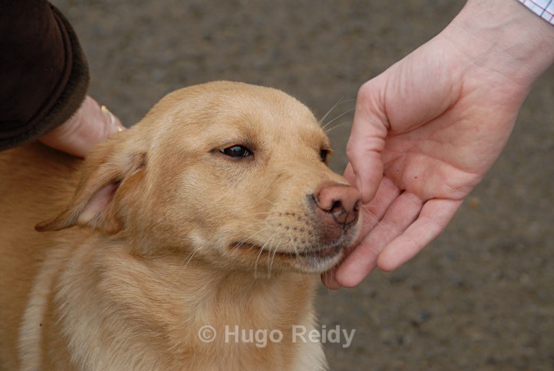  - Canine Friends