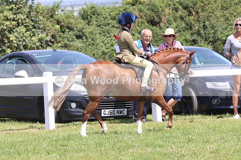 JPP_2706 - Class 21: Working Hunter 60cm
