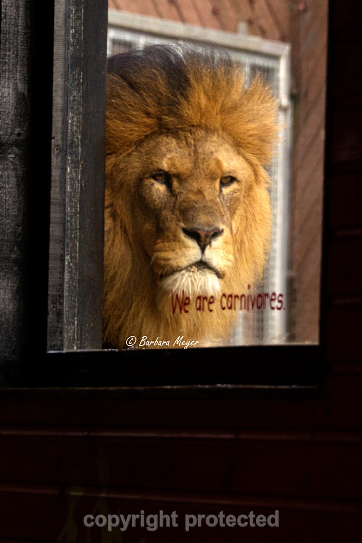 African Lion - Bailey - Big Cats