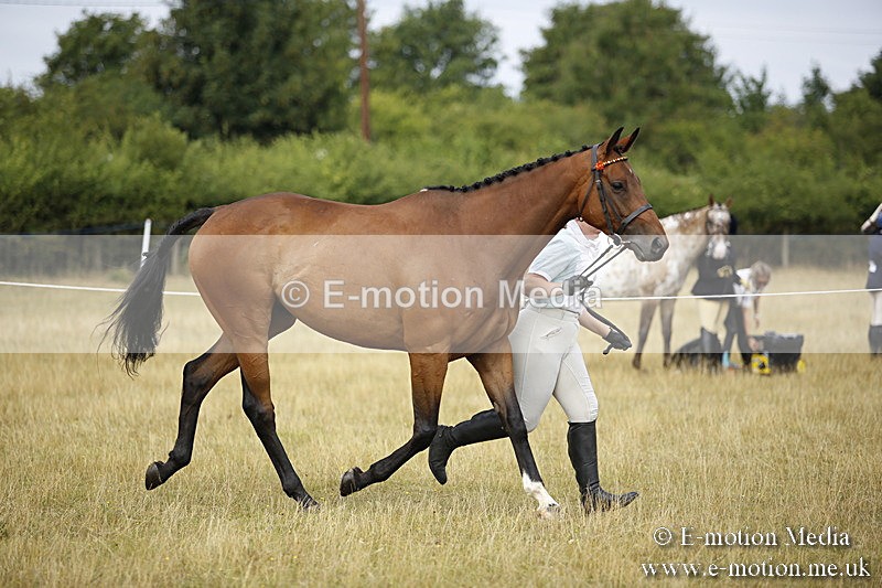 _C7A9552 - BVRC Sow 2018 Ring 2