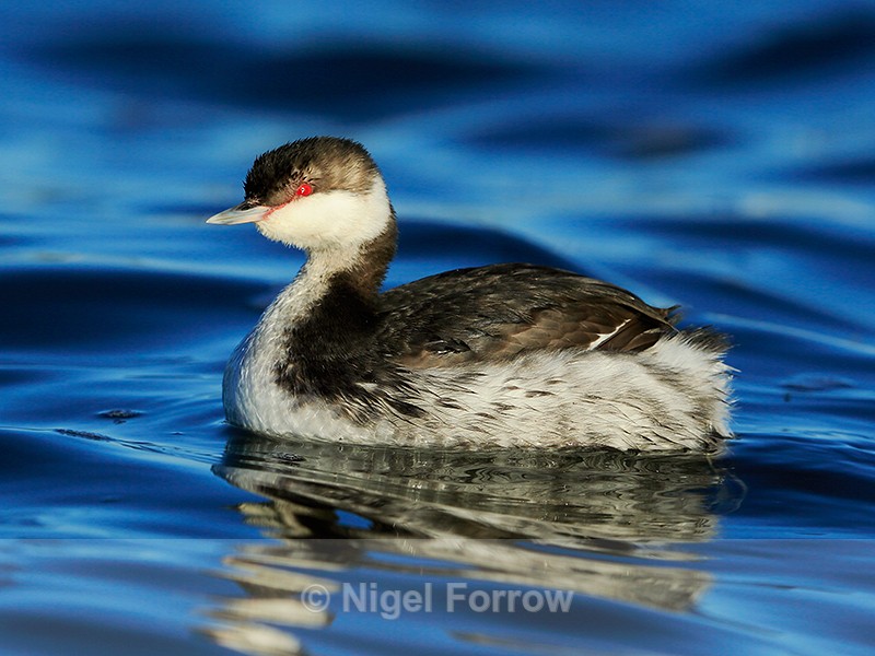 Slavonian Grebe (non-breeding plumage), Farmoor Reservoir - Slavonian Grebe