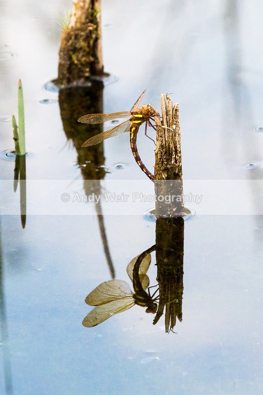 20160913-3K8A6850 - Dragonflies & Damselflies