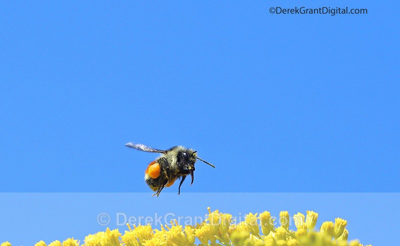Bombus ternarius in Flight