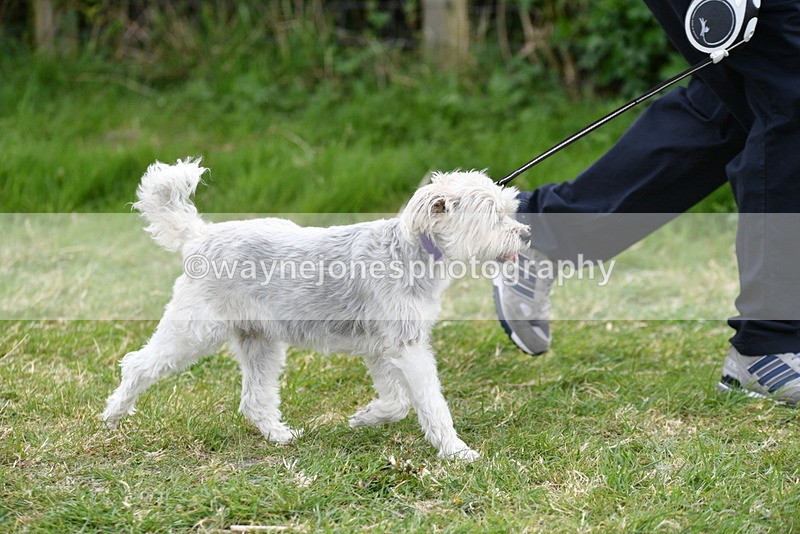 WJ5_0038 - Class 5 Best Veteran / 7 years & over