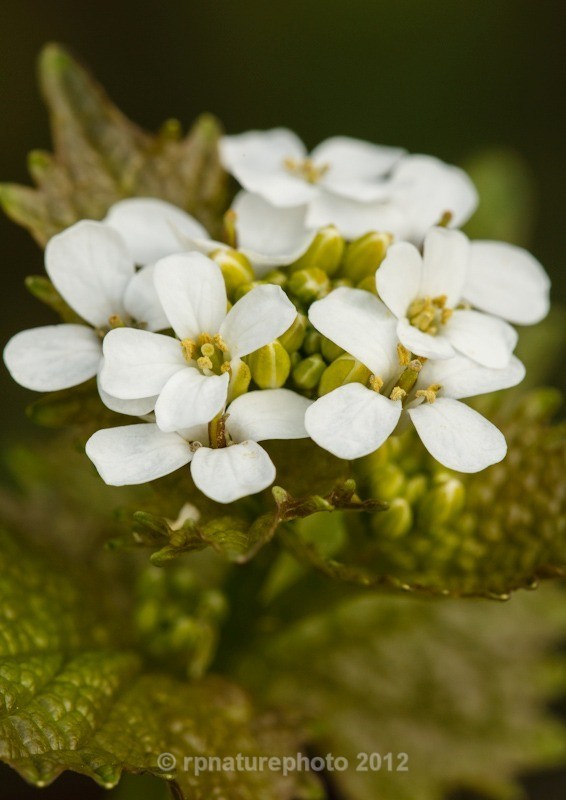 Garlic Mustard - Alliaria petiolata RPNP0698_K6C0288 - Flowers