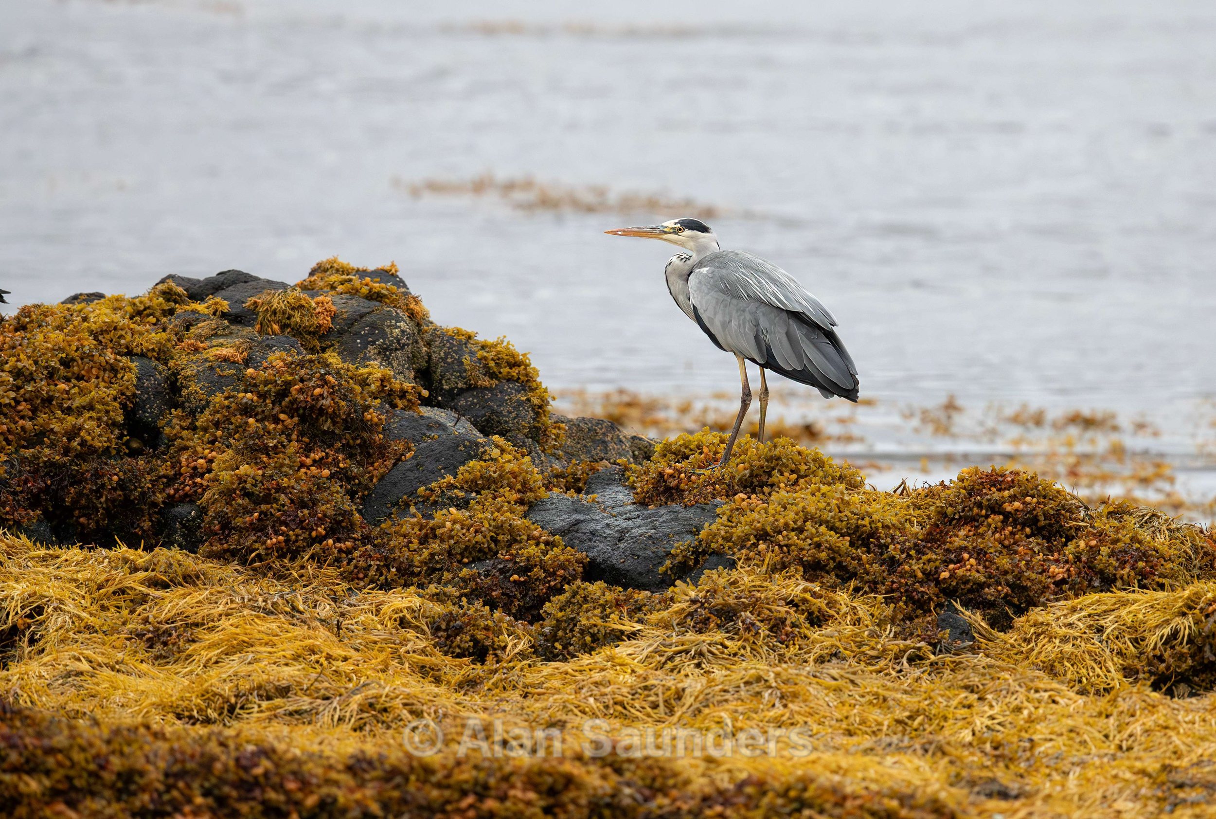 Grey Heron 24